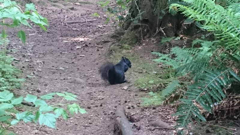 Schwarzes Eichhörnchen im Stanley Park 